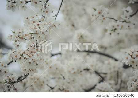 Macro shot of white Prunus cerasifera flowers blooming on branch with soft bokeh background in spring Macro shot of white Prunus cerasifera flowers blooming on branch with soft bokeh background in spring 139550640