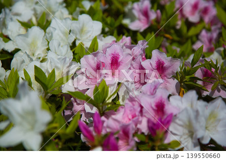 春の花咲くゆりの里公園 139550660