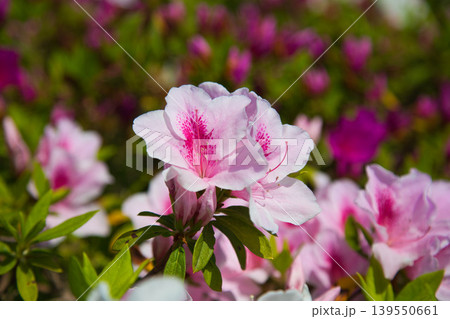 春の花咲くゆりの里公園 春の花咲くゆりの里公園 139550661