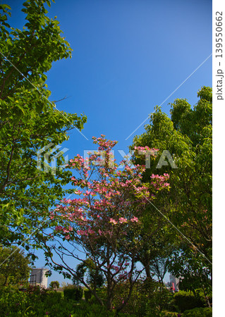 春の花咲くゆりの里公園 春の花咲くゆりの里公園 139550662