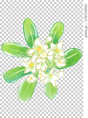 A hand-painted watercolor illustration of blooming Pittosporum tobira flowers. A hand-painted watercolor illustration of blooming Pittosporum tobira flowers. 139550682