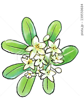 咲き誇るトベラの花の手描きの線画と水彩イラスト 139550684