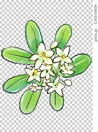 咲き誇るトベラの花の手描きの線画と水彩イラスト 139550684