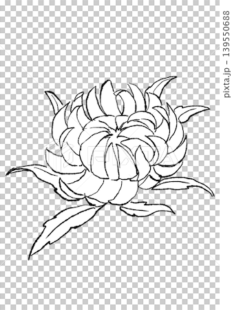 A hand-drawn line art illustration of blooming helichrysum flowers. A hand-drawn line art illustration of blooming helichrysum flowers. 139550688
