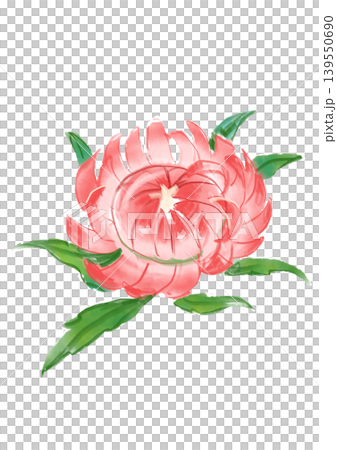 A hand-painted watercolor illustration of blooming helichrysum flowers. A hand-painted watercolor illustration of blooming helichrysum flowers. 139550690