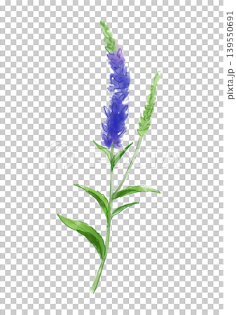 一幅手繪水彩插圖，描繪了盛開的婆婆納花。 139550691