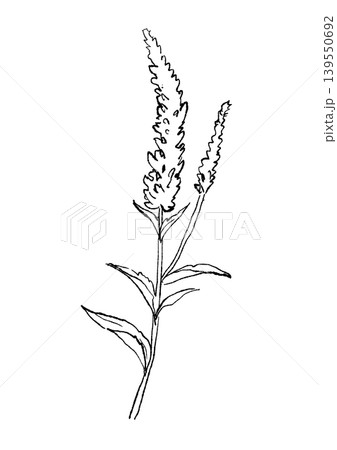咲き誇るベロニカの花の手描きの線画イラスト 咲き誇るベロニカの花の手描きの線画イラスト 139550692