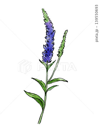咲き誇るベロニカの花の手描きの線画と水彩イラスト 咲き誇るベロニカの花の手描きの線画と水彩イラスト 139550693