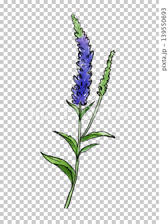 咲き誇るベロニカの花の手描きの線画と水彩イラスト 咲き誇るベロニカの花の手描きの線画と水彩イラスト 139550693