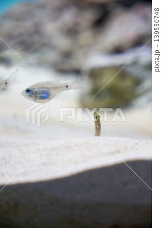 砂地のチンアナゴと透明な魚 砂地のチンアナゴと透明な魚 139550748