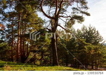 Sturdy pine trees dominate a sun-drenched forest scene. Lush green foliage and natural light create a serene, picturesque woodland environment 139550764