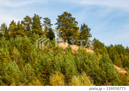 Majestic pine forest crowns a sandy hill under a clear sky, revealing nature's rugged beauty and vibrant green hues Majestic pine forest crowns a sandy hill under a clear sky, revealing nature's rugged beauty and vibrant green hues 139550773