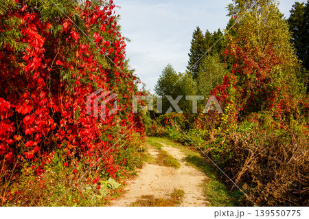 Fiery red wild grape leaves embrace a vibrant green wall along a rustic dirt path, leading into an autumn forest under a soft sky Fiery red wild grape leaves embrace a vibrant green wall along a rustic dirt path, leading into an autumn forest under a soft sky 139550775