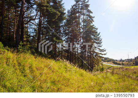 Vibrant green slope with tall, majestic pines reaching for the sky. A clear day with a country road in the distance Vibrant green slope with tall, majestic pines reaching for the sky. A clear day with a country road in the distance 139550793