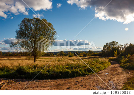 Majestic solitary tree in a sunlit golden field. Blue sky with white clouds overhead, a winding dirt road in the foreground. Peaceful rural autumn scene Majestic solitary tree in a sunlit golden field. Blue sky with white clouds overhead, a winding dirt road in the foreground. Peaceful rural autumn scene 139550818