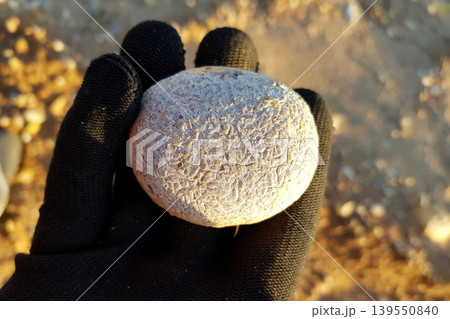 Gloved hand holding a unique textured white stone under sunlight. Close-up of intriguing patterned pebble against blurred sandy background at golden hour Gloved hand holding a unique textured white stone under sunlight. Close-up of intriguing patterned pebble against blurred sandy background at golden hour 139550840
