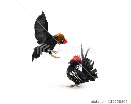 cockfight isolated on white background cockfight isolated on white background 139550865