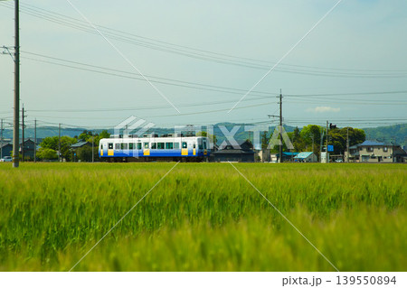 麦畑の中を走るえちぜん鉄道 麦畑の中を走るえちぜん鉄道 139550894