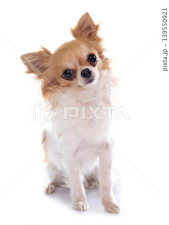purebred female chihuahua 139550921