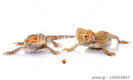 bearded dragons eating cricket 139550937