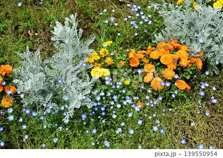 ネモフィラと春の花たち ネモフィラと春の花たち 139550954