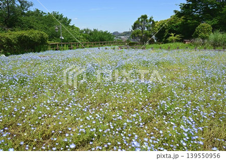 ネモフィラの花畑と青空 139550956