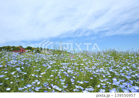 ネモフィラの花畑と青空 ネモフィラの花畑と青空 139550957