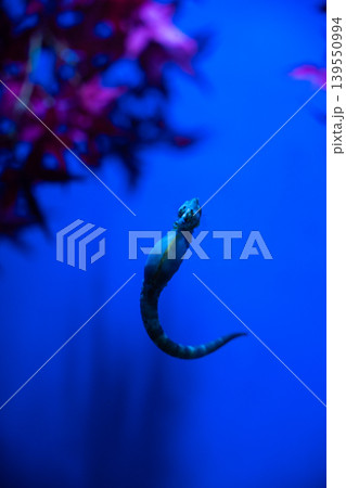 幻想的な青い海とタツノオトシゴ 139550994