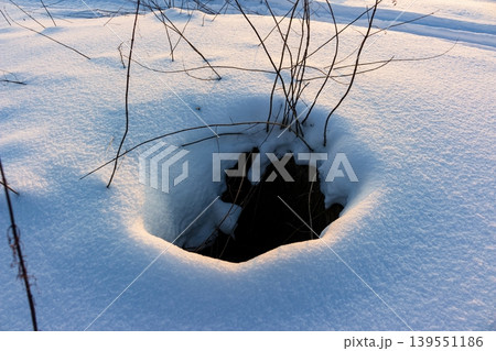 Dangerously open hole hidden in bright snowdrift with bare winter branches poking out, suggesting an uncharted abyss below and winter exploration 139551186