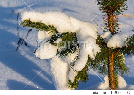 Fresh snow blankets a vibrant young pine branch, sparkling under gentle winter sun in a serene field. Nature's frosty embrace, crisp and pure Fresh snow blankets a vibrant young pine branch, sparkling under gentle winter sun in a serene field. Nature's frosty embrace, crisp and pure 139551187