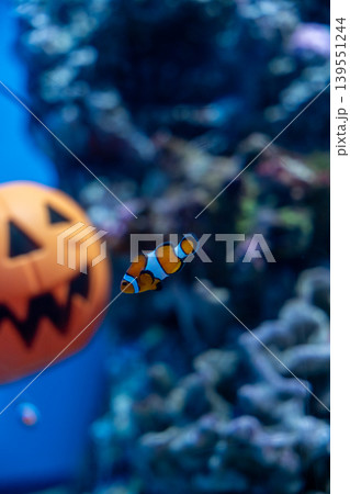 水槽のハロウィンとカクレクマノミ 水槽のハロウィンとカクレクマノミ 139551244