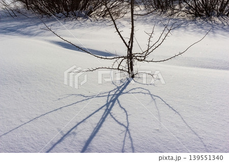Solitary thorny bush rooted in pristine snow, casting dramatic shadows. Bright winter sun highlights its stark beauty against white drifts Solitary thorny bush rooted in pristine snow, casting dramatic shadows. Bright winter sun highlights its stark beauty against white drifts 139551340