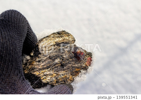 Captivating raw almandine garnet crystal glints fiery red within its mica schist host, clutched by a gloved hand amidst winter's snow. Kitelskoe deposit, Kitelya, Karelia, Russia Captivating raw almandine garnet crystal glints fiery red within its mica schist host, clutched by a gloved hand amidst winter's snow. Kitelskoe deposit, Kitelya, Karelia, Russia 139551341