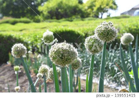 茶畑前のネギボウズ 茶畑前のネギボウズ 139551415