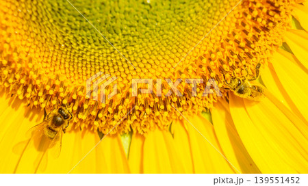 Close up of yellow sunflower with honey bee working collecting pollen. Provence in France. Close up of yellow sunflower with honey bee working collecting pollen. Provence in France. 139551452