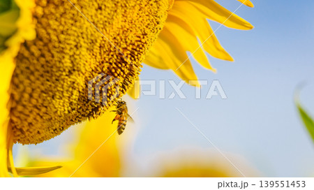Close up of yellow sunflower with honey bee working collecting pollen. Provence in France. Close up of yellow sunflower with honey bee working collecting pollen. Provence in France. 139551453