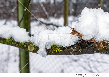 A winter wonderland scene with pristine fresh snow resting gently on a mossy branch. Nature's quiet beauty in frosty embrace. Serene cold season vibe A winter wonderland scene with pristine fresh snow resting gently on a mossy branch. Nature's quiet beauty in frosty embrace. Serene cold season vibe 139551520