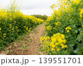 春　菜の花畑 139551701