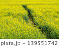 菜の花畑 139551742
