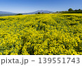 菜の花畑　快晴 139551743