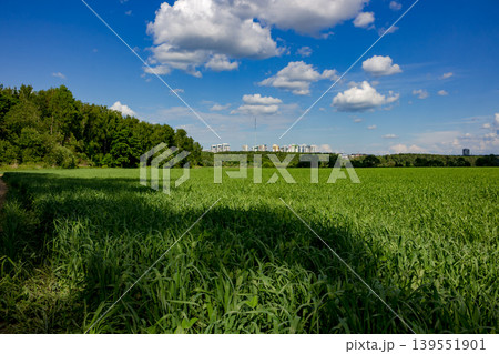 Green grass on a large agricultural field outside the city against a blue sky with white clouds 139551901