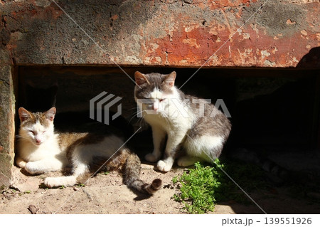 Two yard cats hiding from the sun in a window opening on the ground floor Two yard cats hiding from the sun in a window opening on the ground floor 139551926
