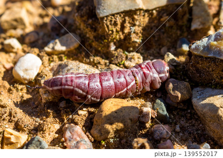 A thick burgundy caterpillar of a puss moth butterfly (Cerura vinula) crawling on stones. Central Russia, August A thick burgundy caterpillar of a puss moth butterfly (Cerura vinula) crawling on stones. Central Russia, August 139552017