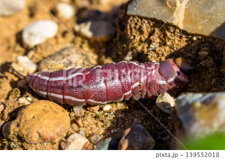 A thick burgundy caterpillar of a puss moth butterfly (Cerura vinula) crawling on stones. Central Russia, August A thick burgundy caterpillar of a puss moth butterfly (Cerura vinula) crawling on stones. Central Russia, August 139552018