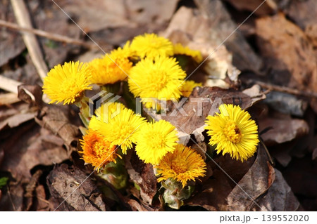 Bright yellow flowers of coltsfoot plants in April Bright yellow flowers of coltsfoot plants in April 139552020
