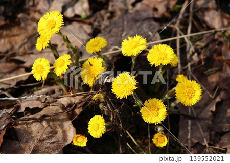 Bright yellow flowers of coltsfoot plants in April Bright yellow flowers of coltsfoot plants in April 139552021