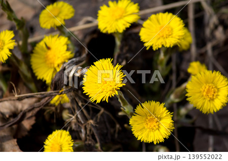 Bright yellow flowers of coltsfoot plants in April Bright yellow flowers of coltsfoot plants in April 139552022