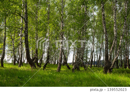 Beautiful scenic birch grove and lush green grass on a summer day Beautiful scenic birch grove and lush green grass on a summer day 139552023