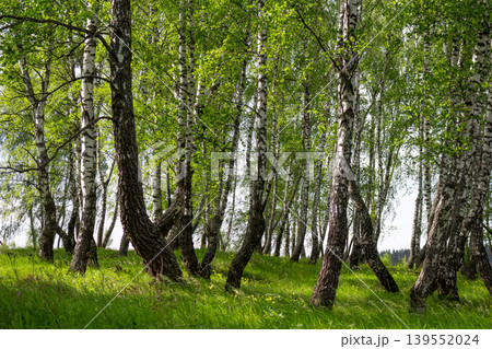 Beautiful scenic birch grove and lush green grass on a summer day Beautiful scenic birch grove and lush green grass on a summer day 139552024