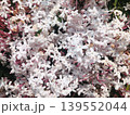 ジャスミンの花 139552044